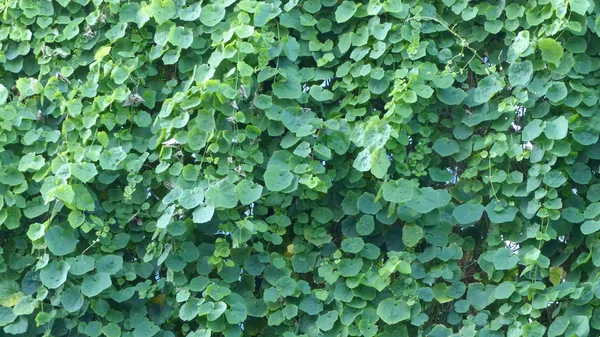 Hojas verdes fondo —  Fotos de Stock