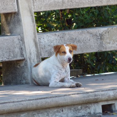 sokak köpeği yakın çekim