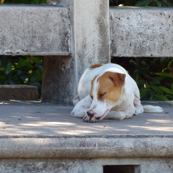 Uliczny pies z bliska — Zdjęcie stockowe