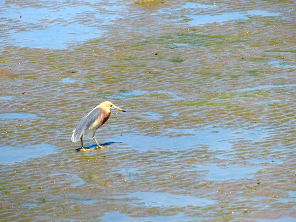 Pájaro buscando comida en los campos de Tailandia —  Fotos de Stock