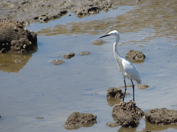 Vogel auf Nahrungssuche in den thailändischen Feldern — Stockfoto