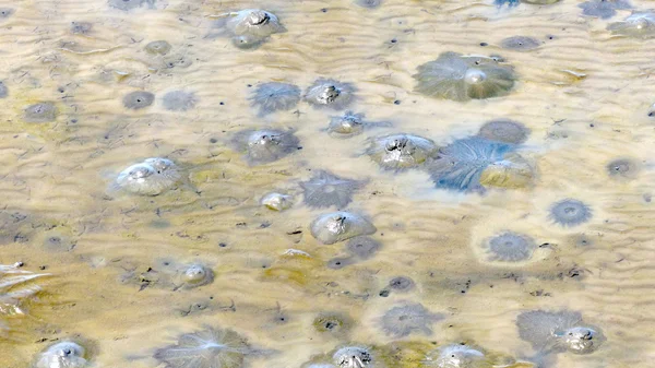 Puddle and mud texture, abstract background — Stock Photo, Image