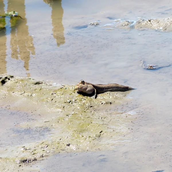 Zıpzıpı amfibi balık — Stok fotoğraf