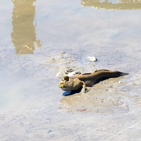 Musaraigne poisson amphibie — Photo