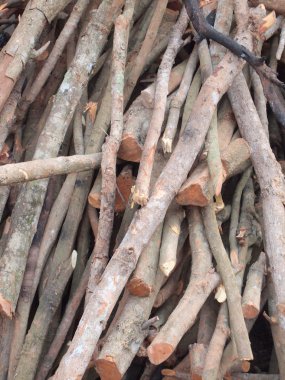 ağaç dallarının yakın çekim