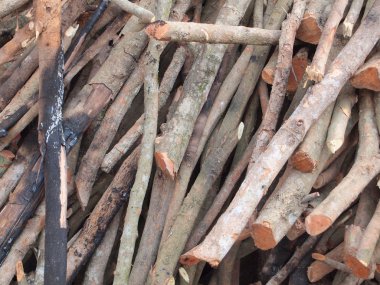 ağaç dallarının yakın çekim