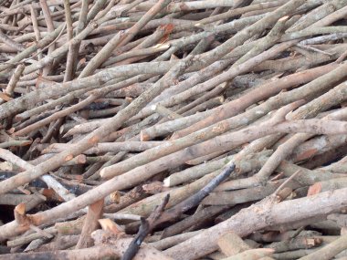 ağaç dallarının yakın çekim