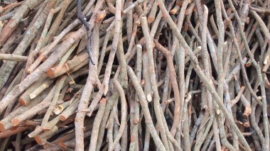 ağaç dallarının yakın çekim