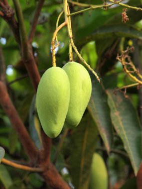 Ağaçta asılı mango