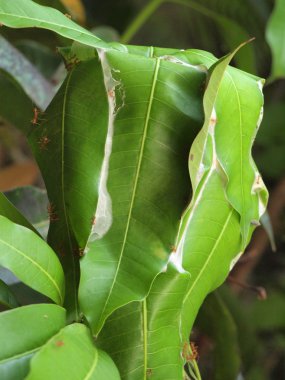 Karıncalar yuva ağaç üzerinde