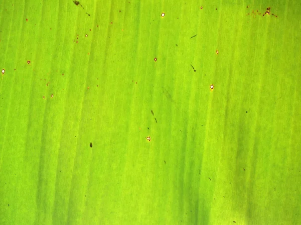 Gros plan de la texture des feuilles de banane, vert et frais, dans un parc — Photo