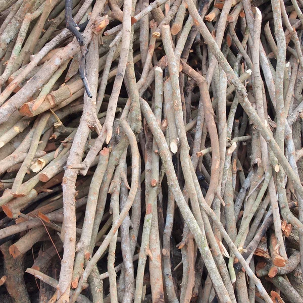 Tree branches close up — Stock Photo, Image