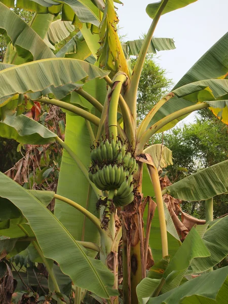 Banana tree with a bunch of bananas — Stock Photo, Image