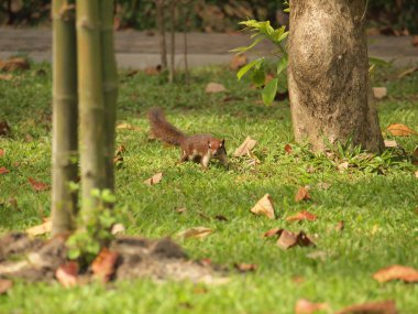 Sincap yerde oturuyor.