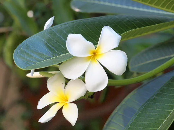 Flores frangipani blancas y amarillas — Foto de Stock