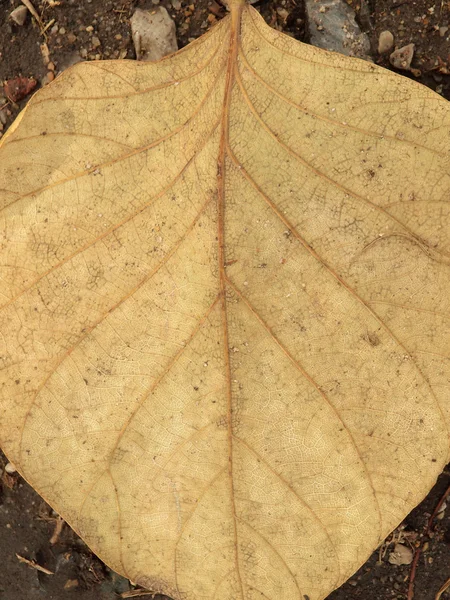 Dry brown leaf texture — Stock Photo, Image