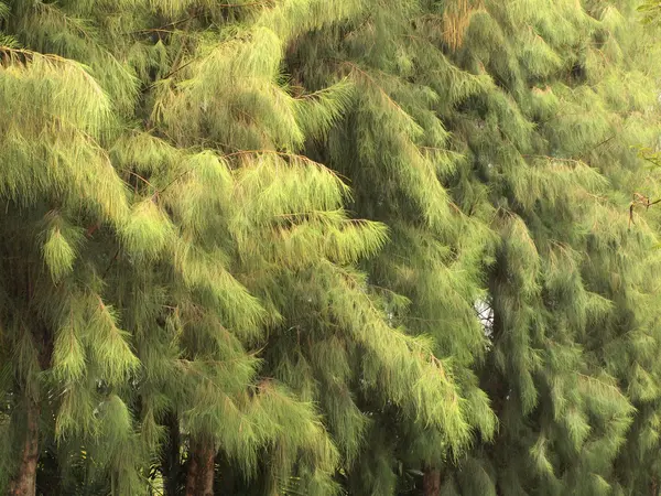 Folhas verdes fundo — Fotografia de Stock