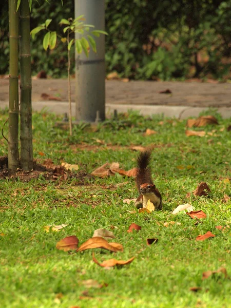 Squirrel sitting on the ground — Stock Photo, Image