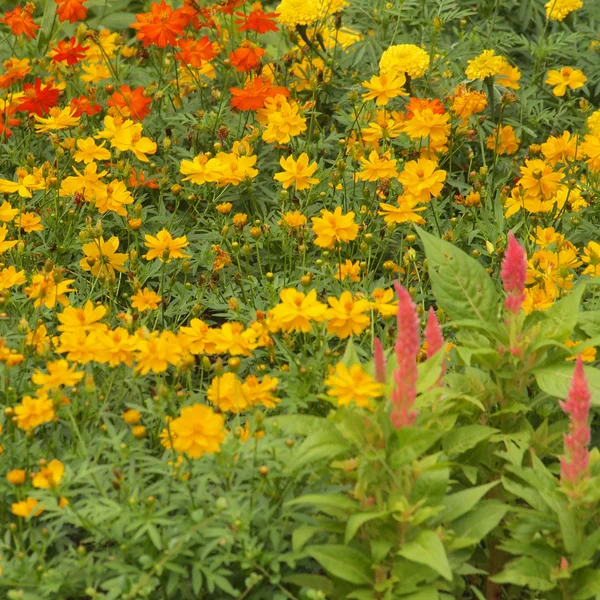 Yellow flowers background — Stock Photo, Image