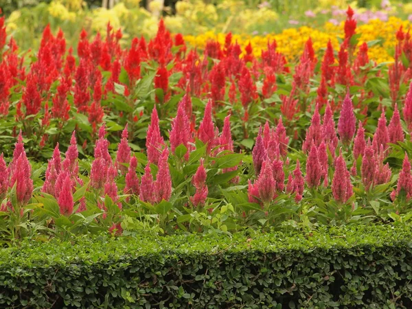 Цветущий цветок какскомба — стоковое фото