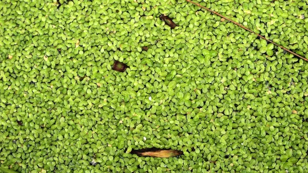 The surface is covered with green duckweed — Stock Photo, Image