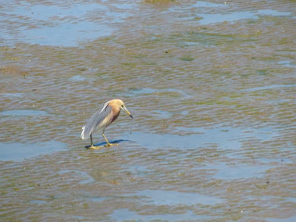 Vogel op zoek naar voedsel op het gebied van Thailand — Stockfoto