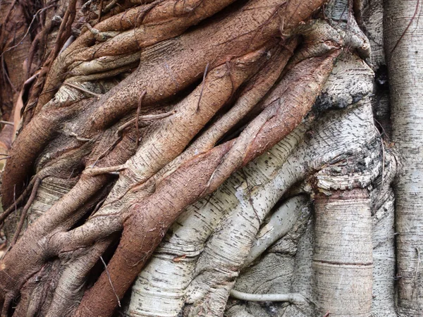 Tronco del árbol —  Fotos de Stock