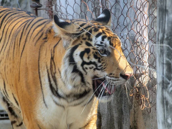 Royal bengal tiger — Stock Photo, Image