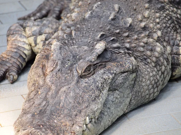 Krokodil szemét részletesen közelről — Stock Fotó