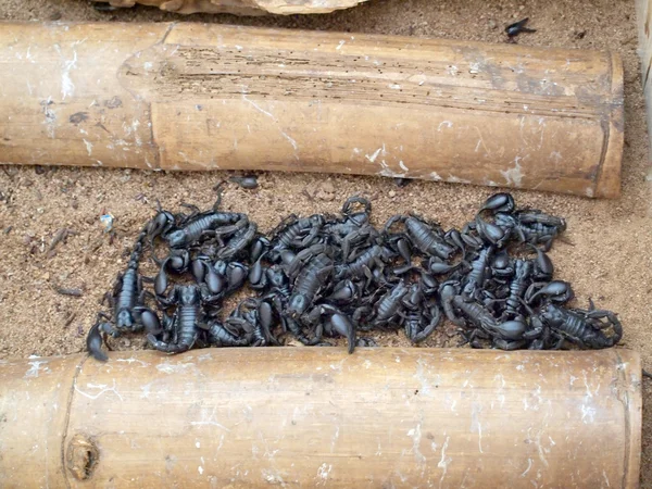 Scorpioni nella foresta all'aperto — Foto Stock