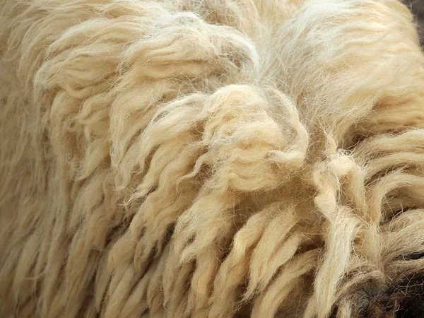 Textura de lana de oveja fondo —  Fotos de Stock