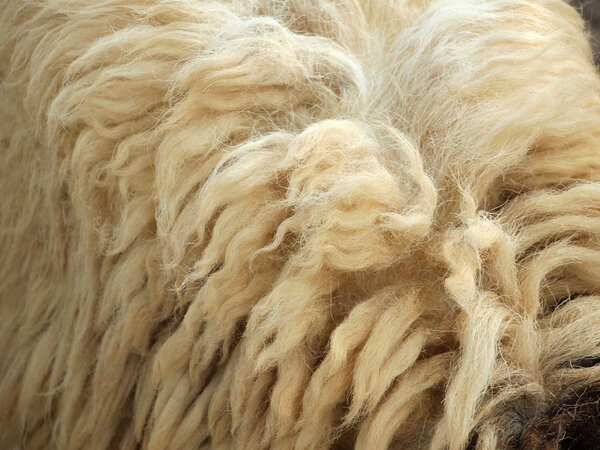 Текстура овечьей шерсти
