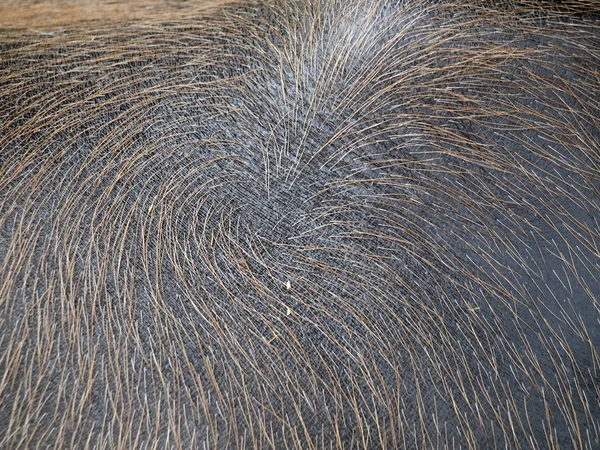 Owłosione Buffalo z bliska — Zdjęcie stockowe