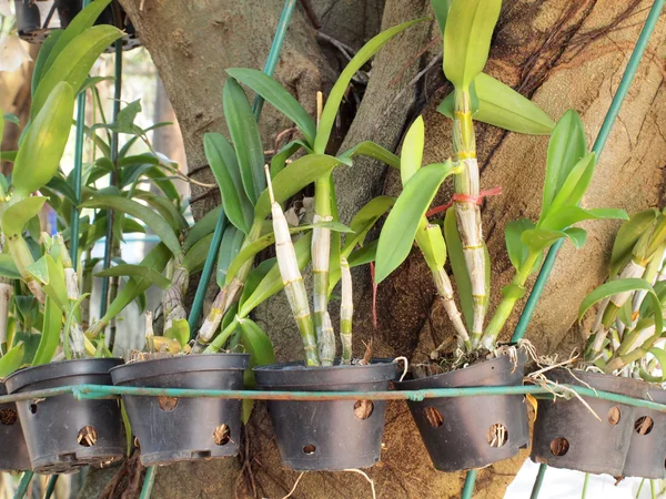 Plantas en maceta de cerca —  Fotos de Stock