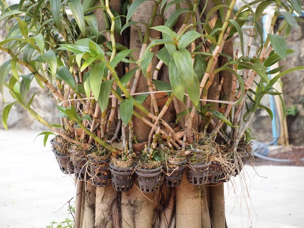 Plantas en maceta de cerca —  Fotos de Stock