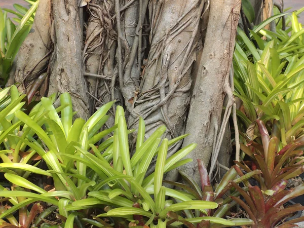 Kleine boom staande onder een grote boom — Stockfoto