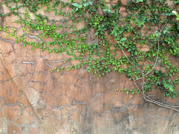 Walls covered with vines — Stock Photo, Image