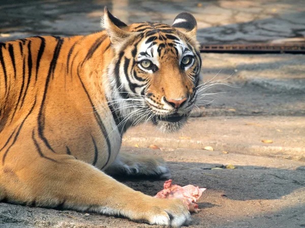 Tigre de bengala real — Foto de Stock