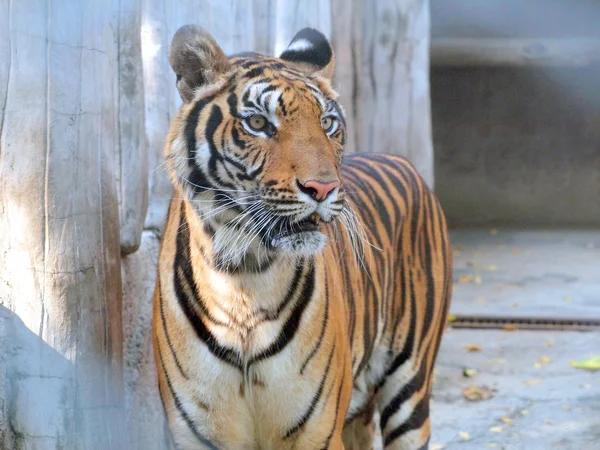 Koninklijke Bengaalse tijger — Stockfoto