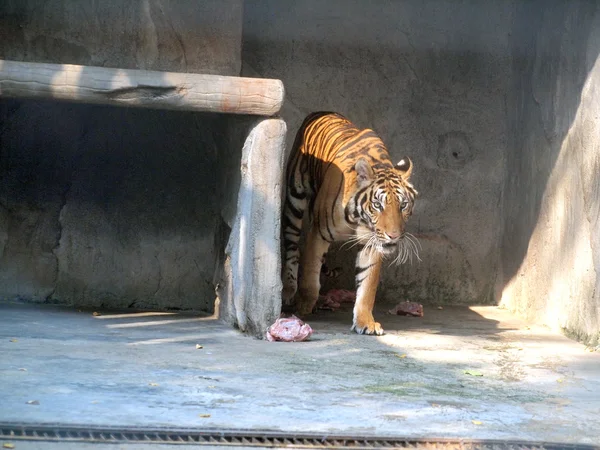 Royal bengal tiger — Stock Photo, Image