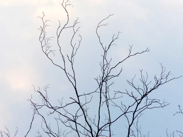 Trees without leaves — Stock Photo, Image