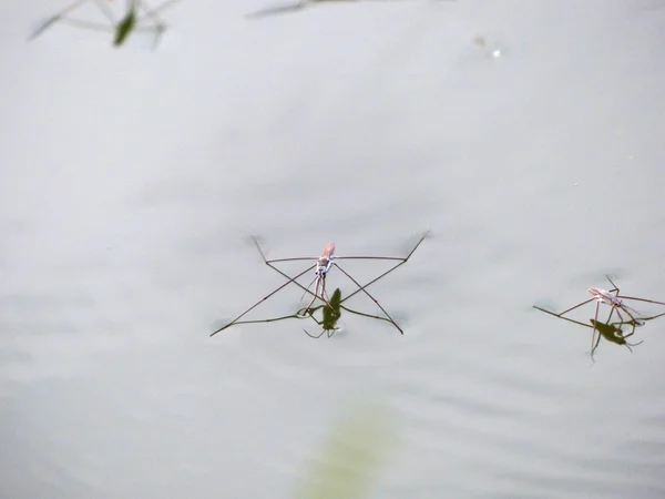 Kleine Wasserspinne steht auf dem Wasser — Stockfoto