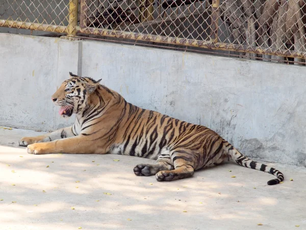 Royal bengal tiger — Stock Photo, Image