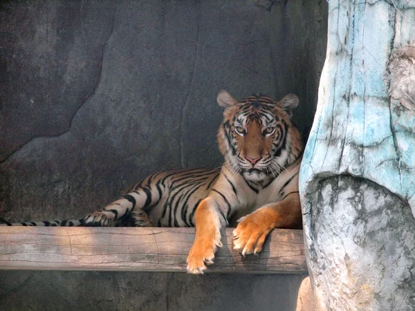 Royal Bengal Tiger — Stockfoto