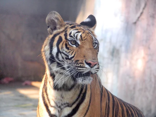 Royal bengálského tygra — Stock fotografie