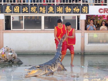 Samutprakarn, Tayland - 18 Nisan 2015: Timsah Timsah çiftliği'nde göster. Bu heyecan verici göstermeleridir turist ve Tay insanlar arasında çok ünlü