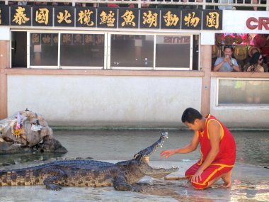 Samutprakarn, Tayland - 18 Nisan 2015: Timsah Timsah çiftliği'nde göster. Bu heyecan verici göstermeleridir turist ve Tay insanlar arasında çok ünlü