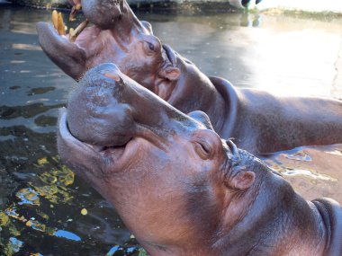 Hayvanat bahçesinde büyük bir yetişkin erkek hippo gülümseyen portresi