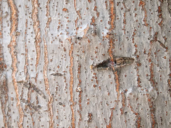 Tree bark texture — Stock Photo, Image