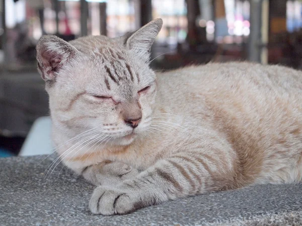 かわいい小さな赤い子猫眠る — ストック写真